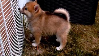 Cute and Adorable Pomskies Puppies Playing...