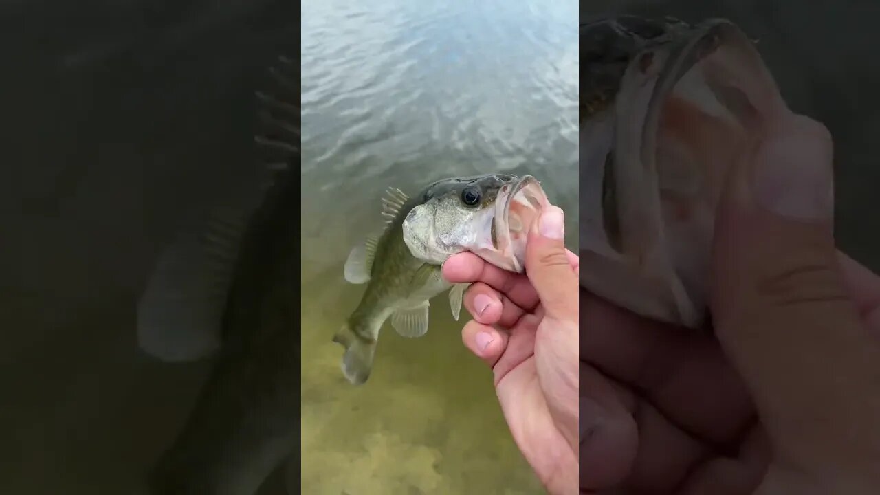 BASS on Texas rig speed Worm!