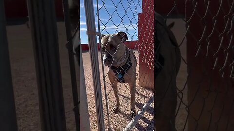 Dog jail? #dog #funnyvideo #shorts