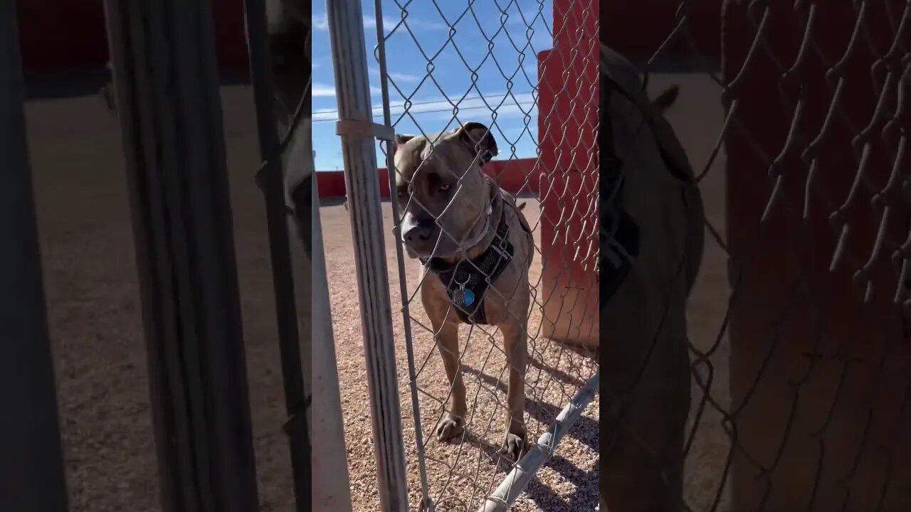 Dog jail? #dog #funnyvideo #shorts
