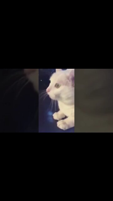 Cute cat head bobbing to music #dancingcat #shorts