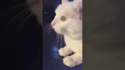 Cute cat head bobbing to music #dancingcat #shorts