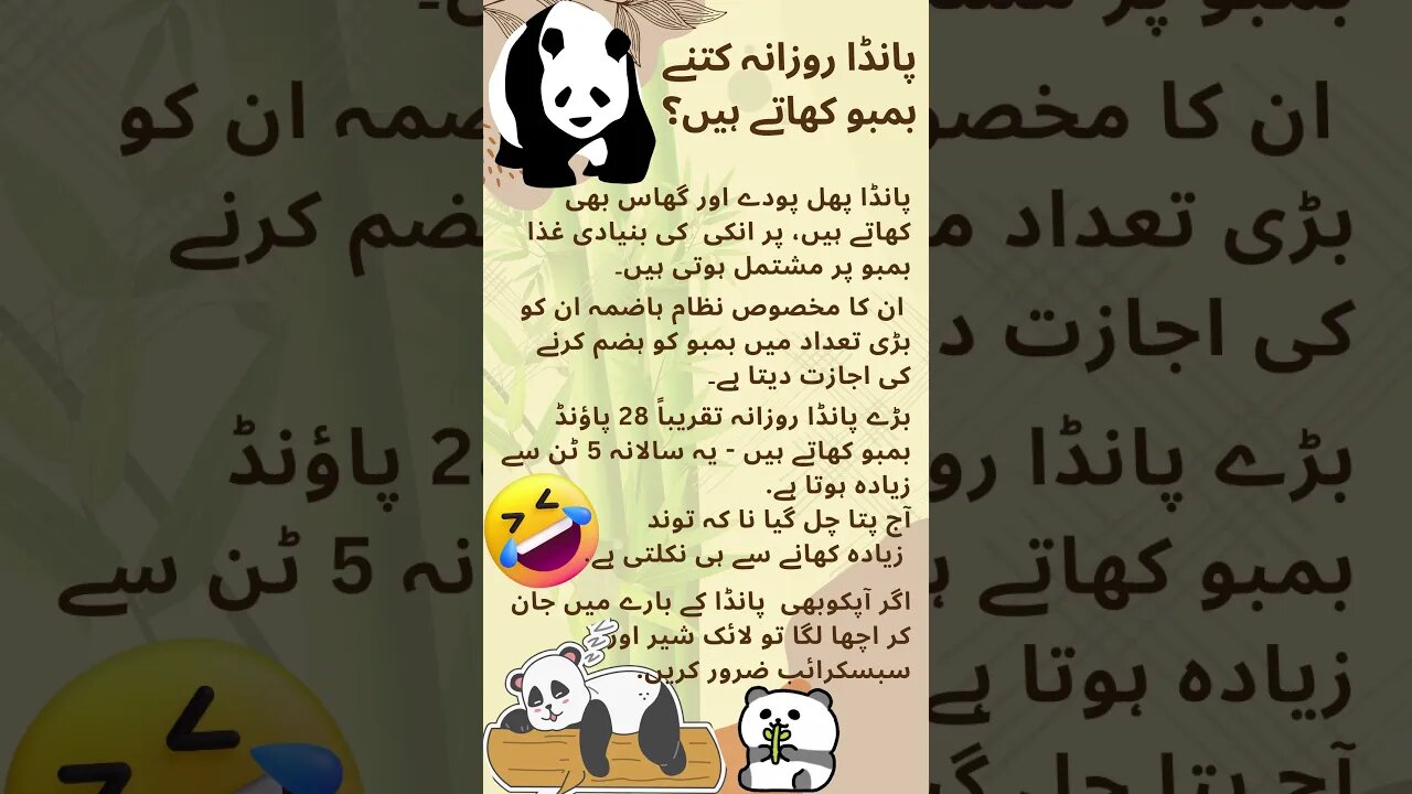 panda eat bamboo funny funny interesting facts in Urdu Hindi viral shorts video