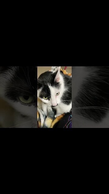 The cat can’t Decide what it wants to do!