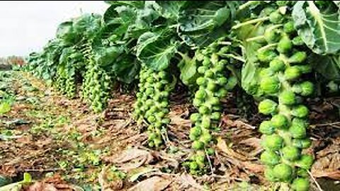 Awesome Tiny Cabbage Farm and Harvest - Brussel Sprout Cultivation Technology