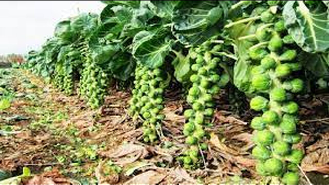 Awesome Tiny Cabbage Farm and Harvest - Brussel Sprout Cultivation Technology