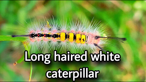 Long haired white caterpillar