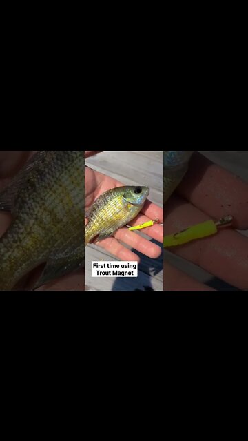 Trout magnet might be the best panfish bait there is! #fish #fishing #lure #bait
