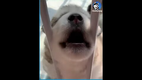 Cute puppies howling for the first time