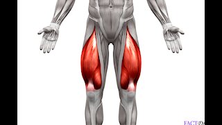 Triple Phase Training•Part 5•Quads