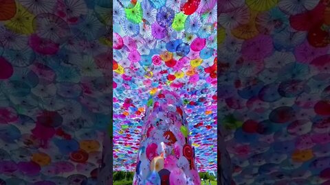 Umbrella Tree 😍😱 #umbrella #shorts #whatsapp_status