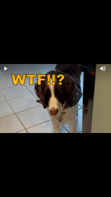 Springer Spaniel & Golden Retriever Confused By Santa In Rocking Chair #shortsvideo #shortsviral