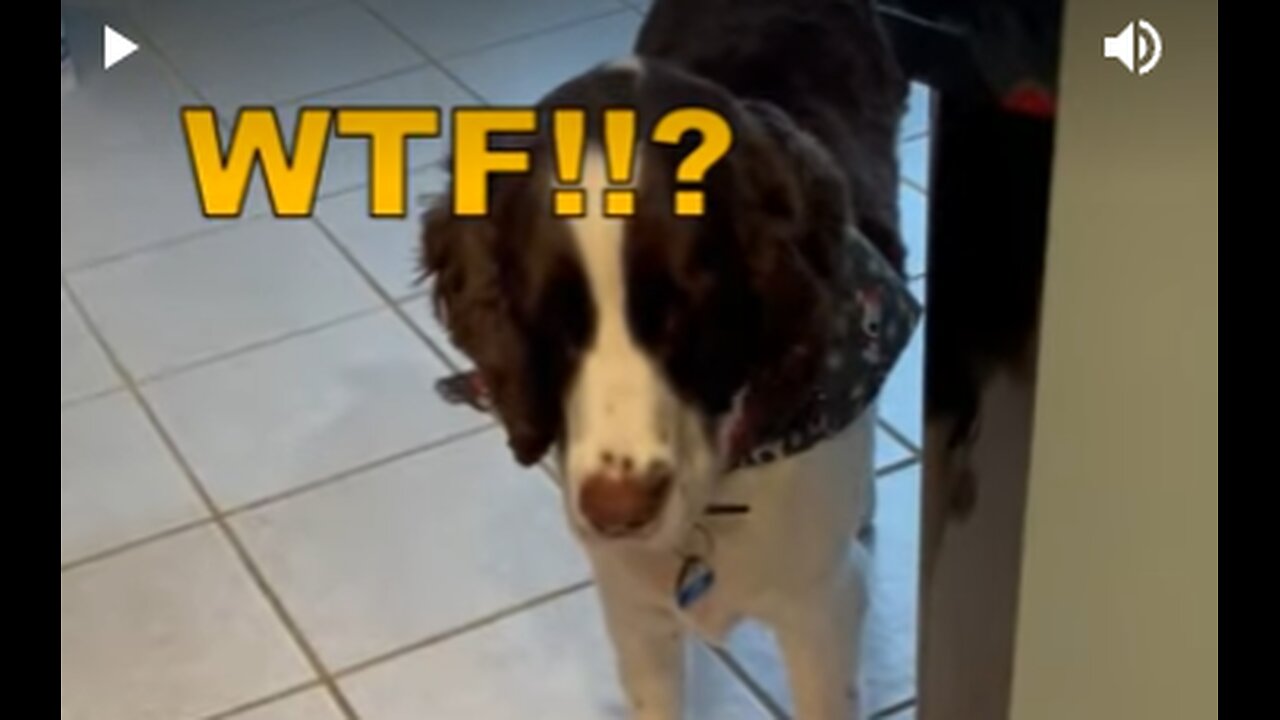 Springer Spaniel & Golden Retriever Confused By Santa In Rocking Chair #shortsvideo #shortsviral