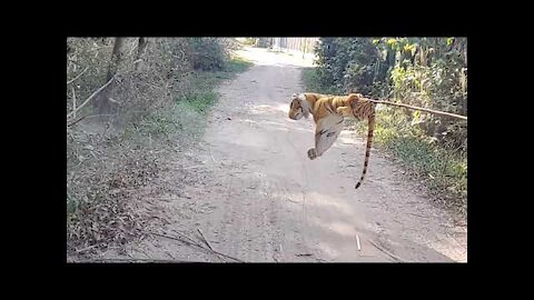 Wow!!! Fake Tiger Prank Dog Meeting Very Funny Try To Stop Laugh Challenge|