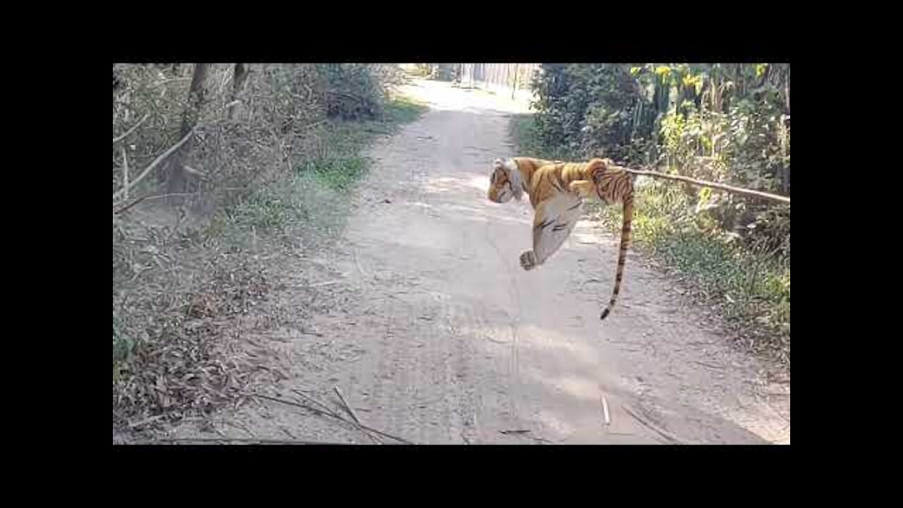 Wow!!! Fake Tiger Prank Dog Meeting Very Funny Try To Stop Laugh Challenge|