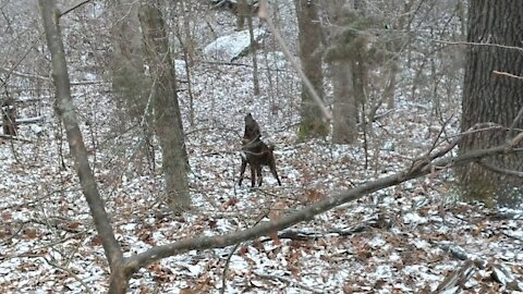 Squirrel dog finds and tells on a squirrel