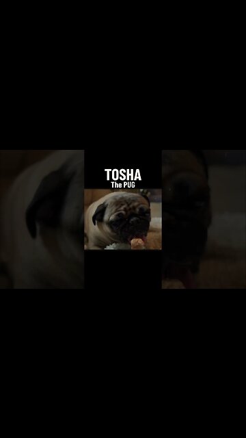 I’m hungry #shortvideo #vancityadventure #vancity #pug #toshathepug