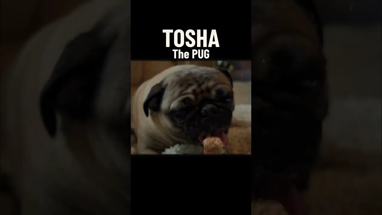 I’m hungry #shortvideo #vancityadventure #vancity #pug #toshathepug