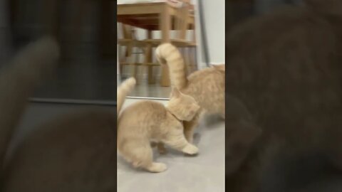 Kitten playing hide and seek with dad cat - Will make your day #shorts