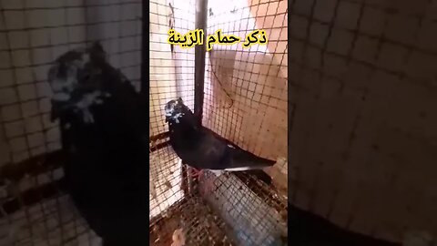 ذكر حمام الزينة كيوت