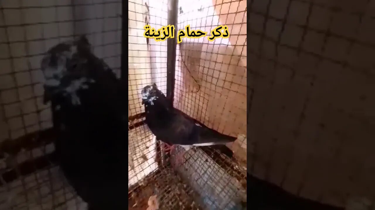 ذكر حمام الزينة كيوت