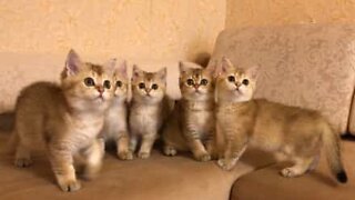 Fem kattungar hypnotiserade av samma leksak