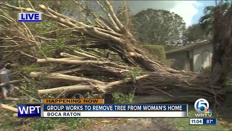 Community aids Boca Raton woman after massive tree fell in front of home
