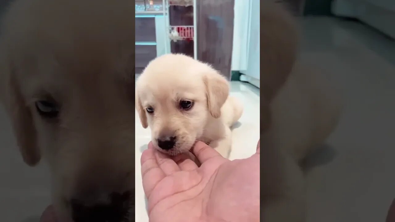 Cute Funny Dog -70