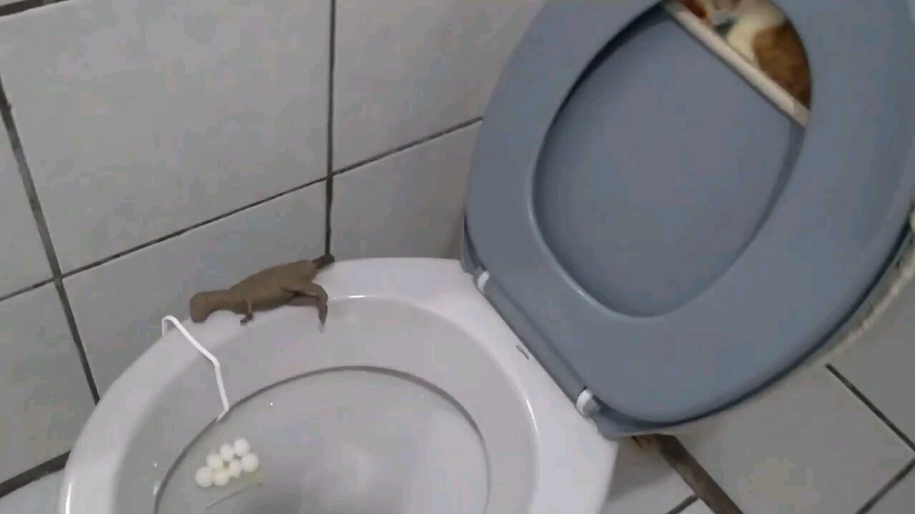 SCARY LIZARD IN THE BATHROOM