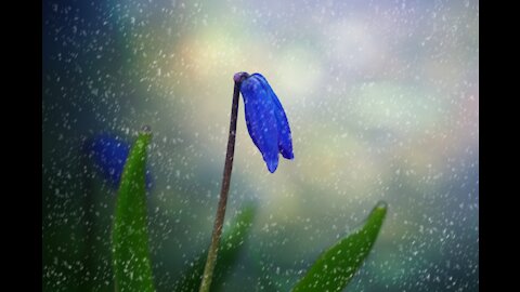 🎧RAIN ON TIN ROOF - Relaxing Nature Sounds | 15 Min Pure Nature Ambient - Sleep, Meditation, Relax