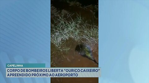 Capelinha: Corpo de Bombeiros Liberta "Ouriço Caixeiro" Apreendido Próximo ao Aeroporto.