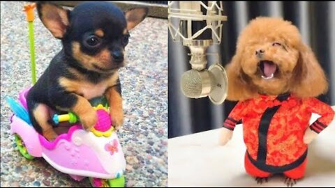 Baby 🐕🐕 Dogs | Cute and Funny 🐕🤣 Dog Videos #24 | #OfficialDeep13