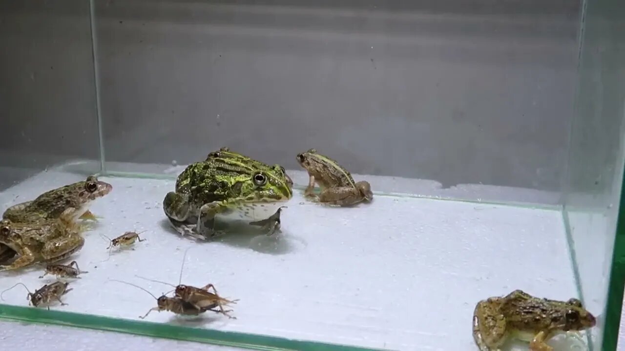 Pacman Frog Crazy Frog Centipede-2