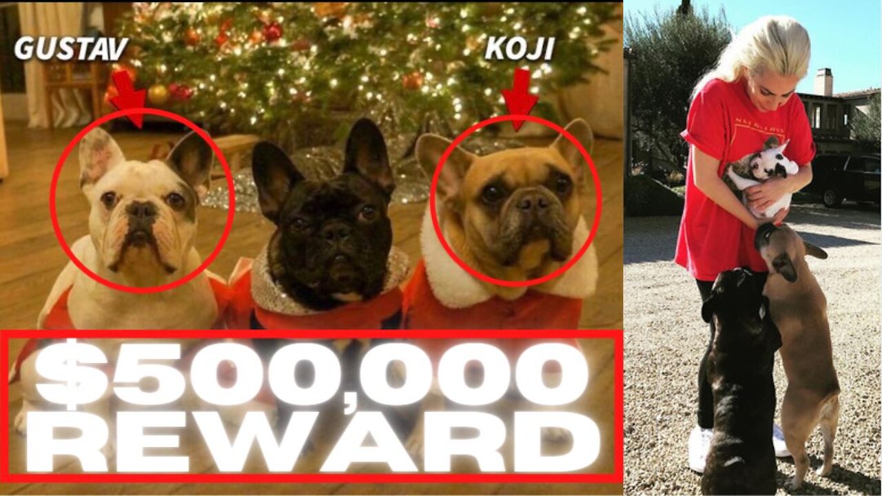 Lady Gaga's Dogs Kidnapped; Dog Walker Shot, $500,000 Reward!