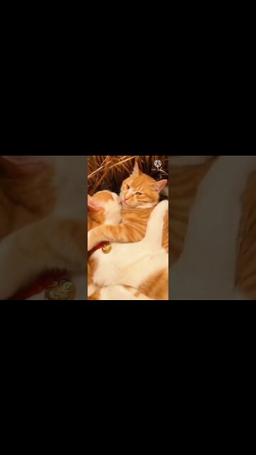 How to STOP The 🐱 cat BITING & CHEWING MACHINE Reality Cat Training | Labrador cat Training #shorts