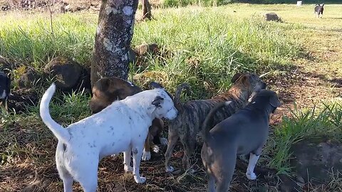 Welcome to the Pitty Bull Park - Just a bit with the Pack!