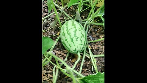 Watermelon Patch