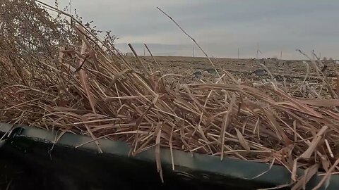 Goose season is wrapping up here in Iowa!