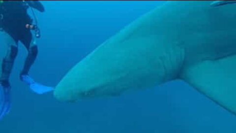 Rencontre avec des requins-citron !