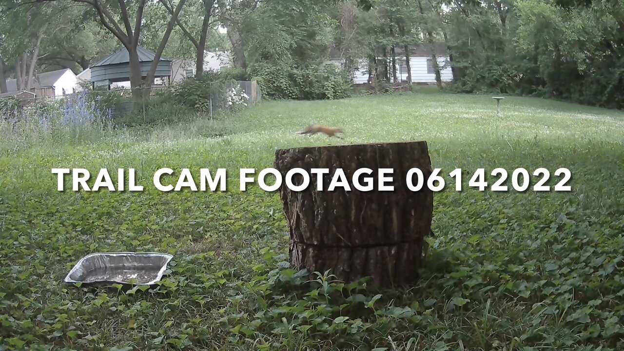 Trail Cam Footage 06142022