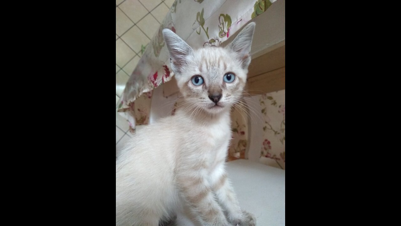 My cat looks like a tiger - Meu gato parece um tigre