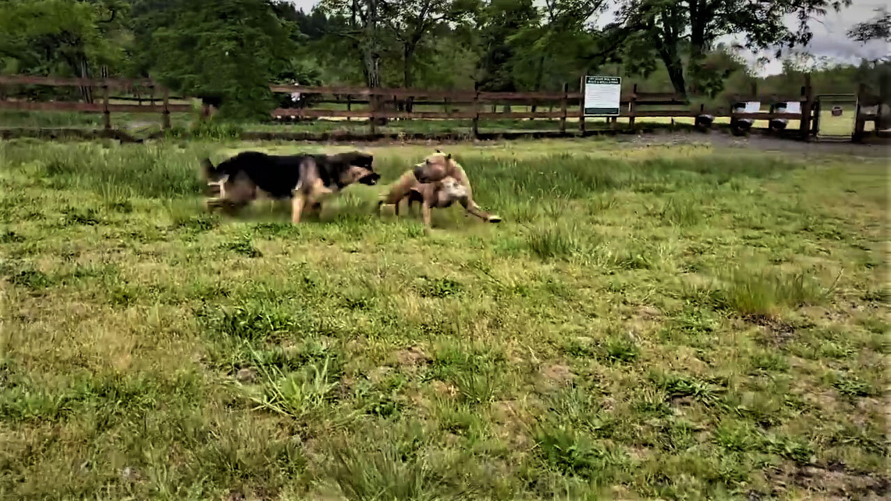 Fully Aggressive Dog German Shepherd Attacks Pitbull