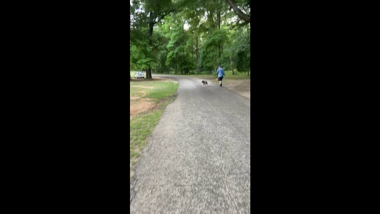 Dog Wood Park