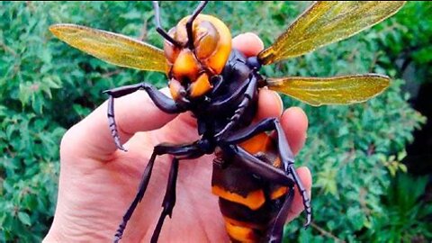 10 Most Dangerous Insects In The World