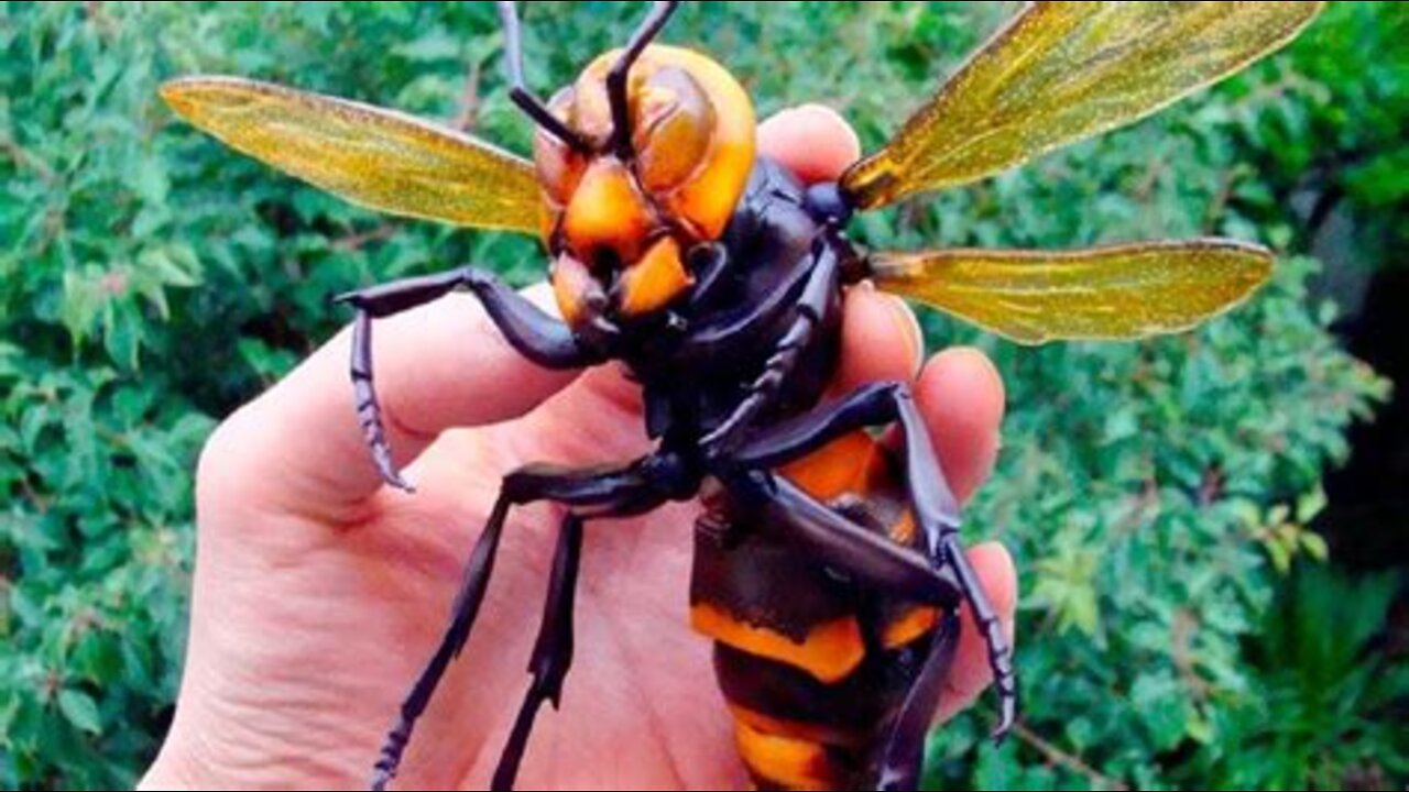 10 Most Dangerous Insects In The World