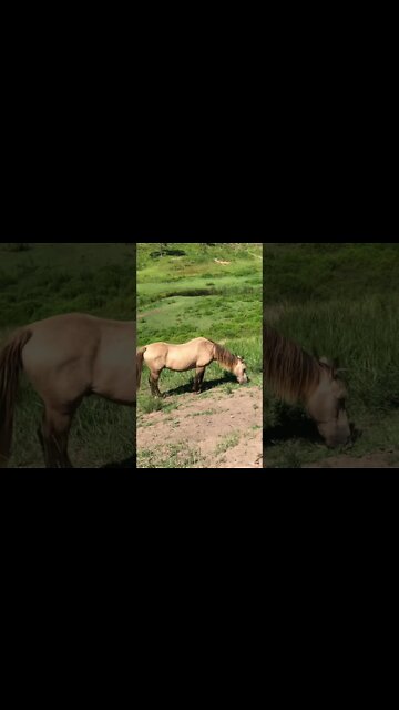 Review of Arthur the rescue horse - ad lib feeding system working