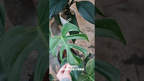 Monstera Deliciosa Types!