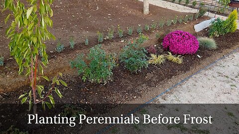 Rushing to Plant Perennials Before Winter Hits: Clearing Pots & Prepping for Spring Bulbs