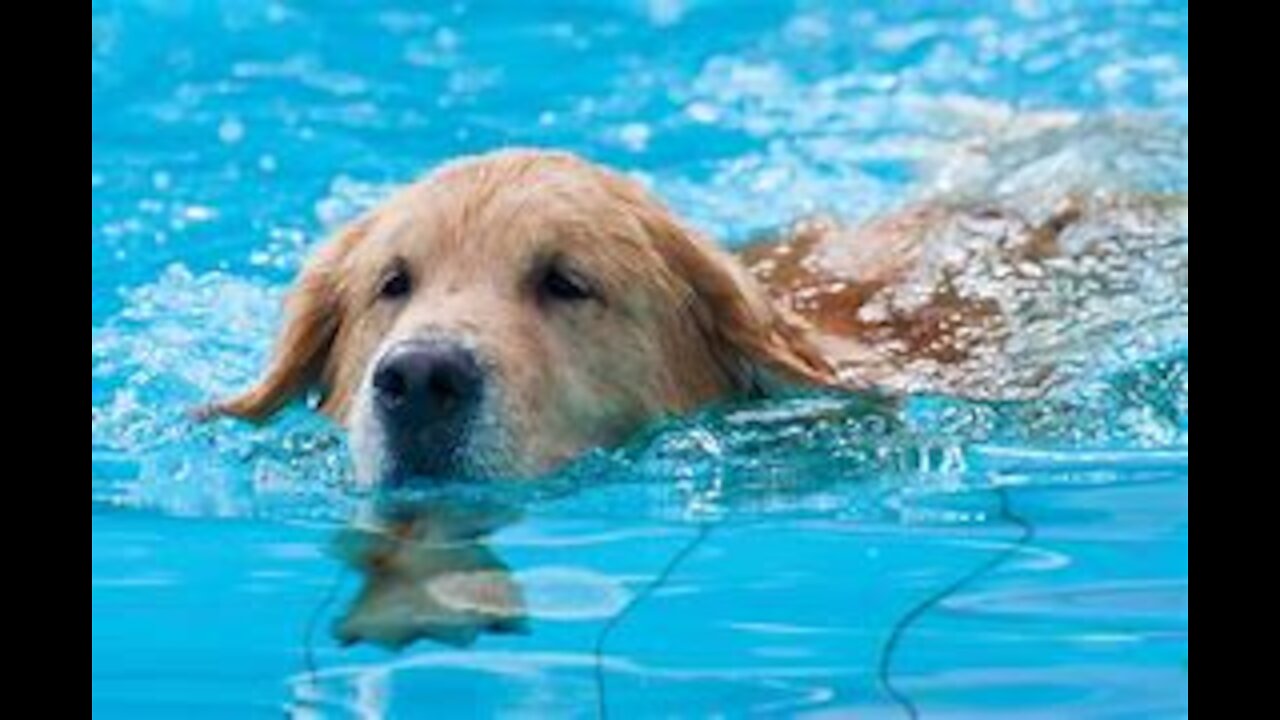 Teaching my two dogs swimming