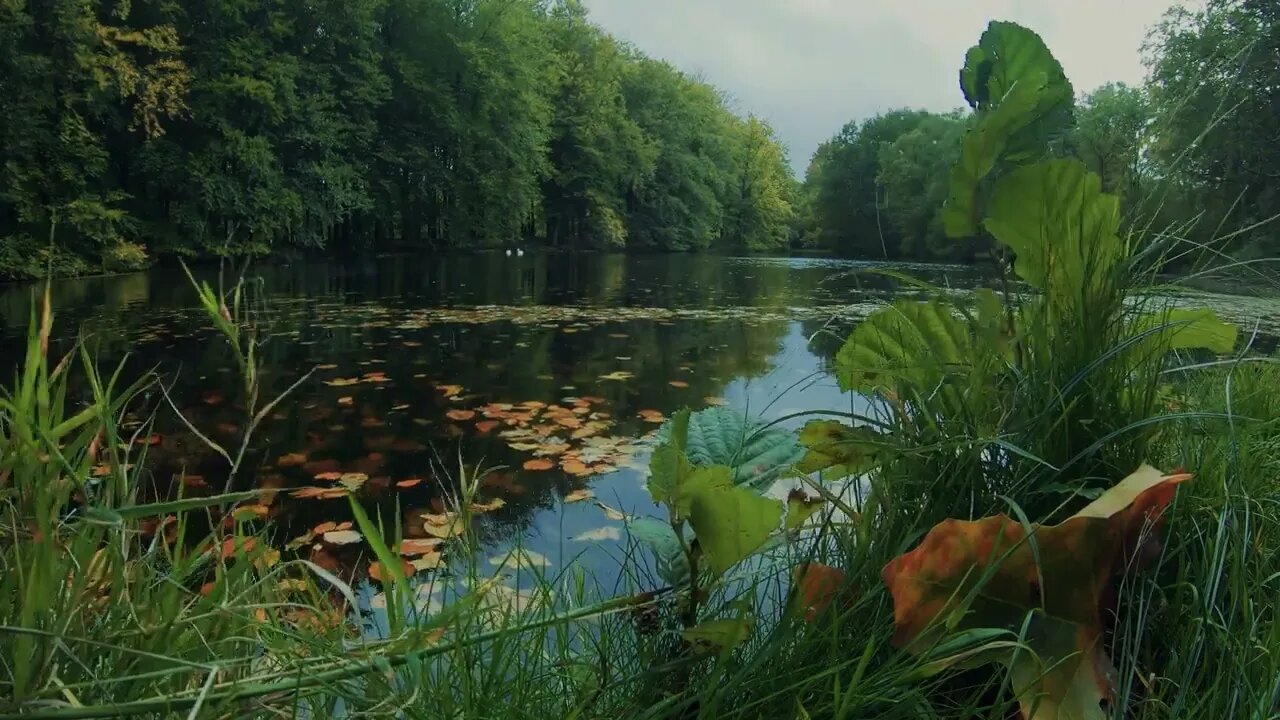 Peaceful Relaxing Music, Beautiful "October Autumn Leaves" in 4K 60fps HDR (ULTRA HD)